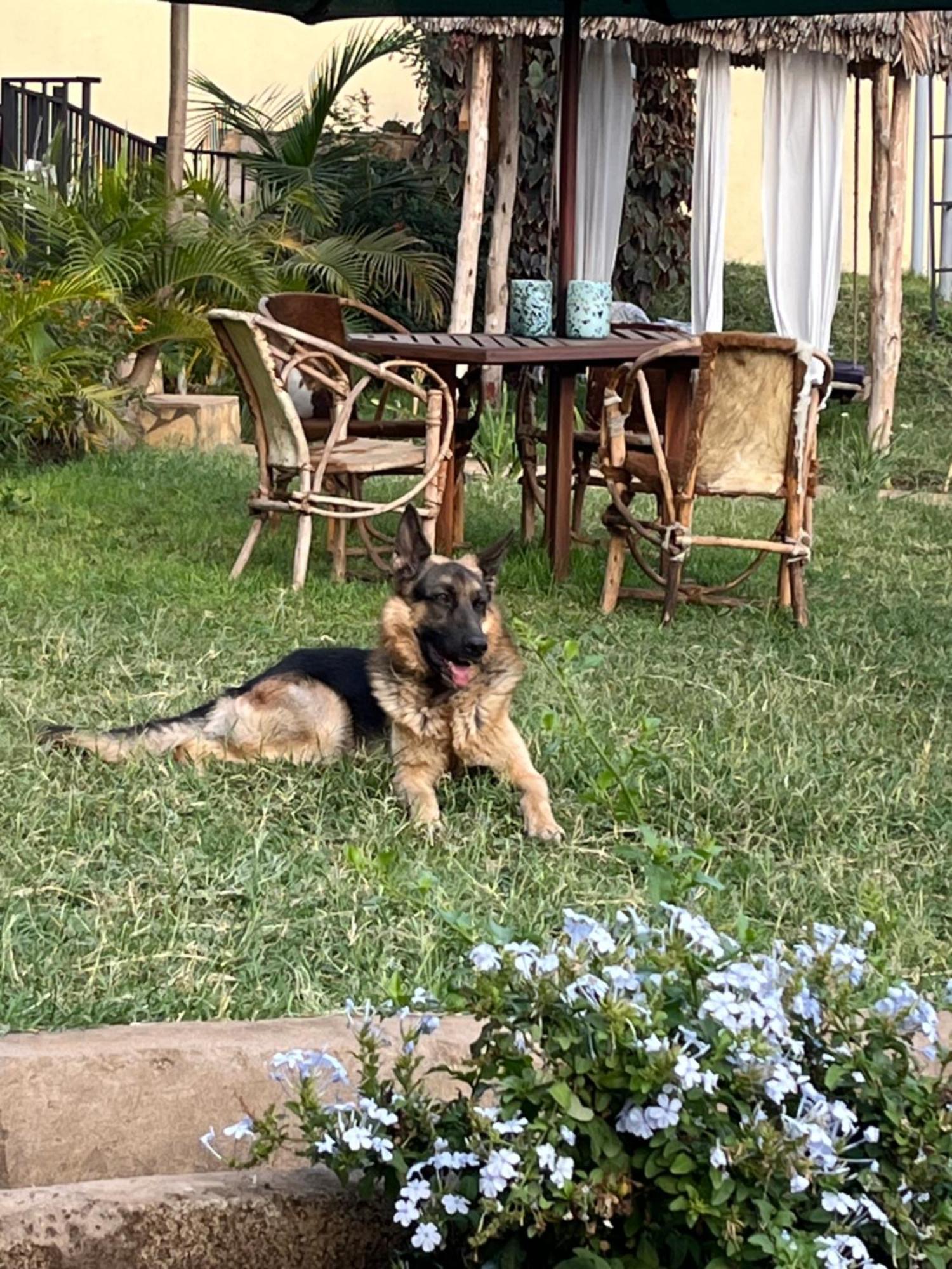 Stasumo House Arusha Bed & Breakfast Dış mekan fotoğraf